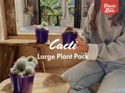 Full Sun Large Assorted Cacti Pack