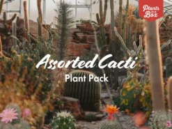Assorted Cacti Box 🌵 Plant Packs