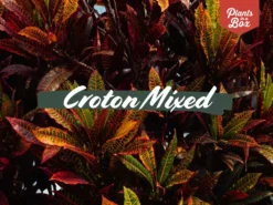 Shrubs Croton Mixed