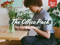 Indoor Garden Plant Packs The Office Indoor Plant Box - 85mm