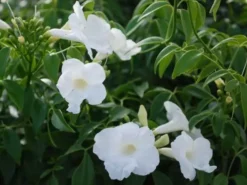Shrubs Pandorea Jasminoides Lady Di