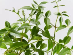 Shrubs Pandorea Jasminoides Lady Di