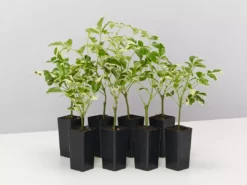 Shrubs Pandorea Jasminoides Variegata Ground Covers