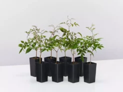 Shrubs Pandorea Pandorana Ruby Belle Ground Covers