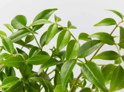 Shrubs Pandorea Jasminoides Full Sun