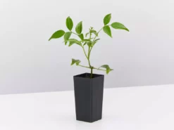 Shrubs Pandorea Jasminoides Full Sun