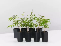 Shrubs Pandorea Jasminoides Full Sun