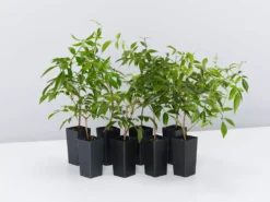 Shrubs Pandorea Pandorana Snowbells Border Plants