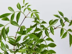 Shrubs Pandorea Pandorana Snowbells Border Plants