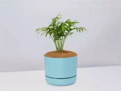 Pot + Plant Gift Box Parlor Palm + Pot + Plant + Soil Full Sun