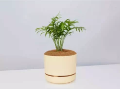 Pot + Plant Gift Box Parlor Palm + Pot + Plant + Soil Full Sun
