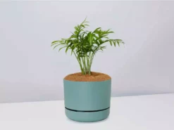 Pot + Plant Gift Box Parlor Palm + Pot + Plant + Soil Full Sun