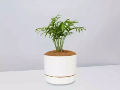 Pot + Plant Gift Box Parlor Palm + Pot + Plant + Soil Full Sun