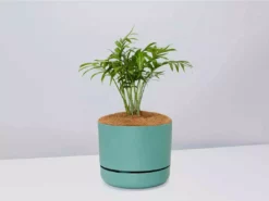 Pot + Plant Gift Box Parlor Palm + Pot + Plant + Soil Full Sun