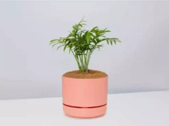 Pot + Plant Gift Box Parlor Palm + Pot + Plant + Soil Full Sun