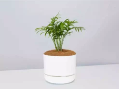 Pot + Plant Gift Box Parlor Palm + Pot + Plant + Soil Full Sun