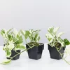 Indoor Garden Epipremnum Aureum - Pothos Snow Queen 85mm