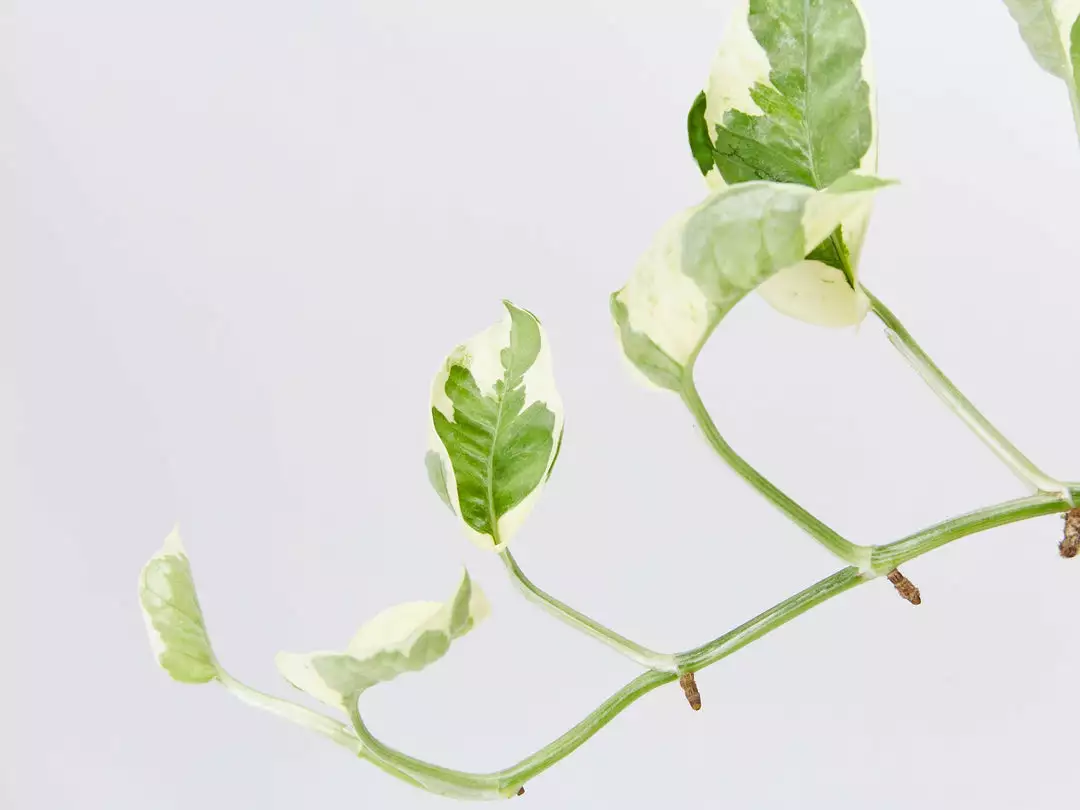 Indoor Garden Epipremnum Aureum Pothos Snow Queen 3 Indoor Garden Epipremnum Aureum Pothos Snow Queen