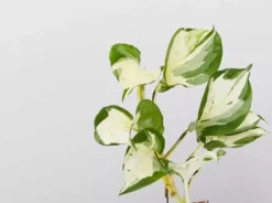 Indoor Garden Pothos 'Devils Ivy' Manjula Pothos (Epipremnum ‘Manjula’) - Pot + Plant + Soil