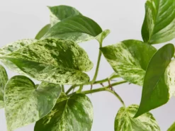 Indoor Garden Epipremnum Aureum Marble Queen Pothos 'Devils Ivy'