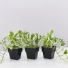 Indoor Garden Pothos 'Devils Ivy' Epipremnum Aureum 'Pothos Pearls & Jade' Houseplant Pack 85mm