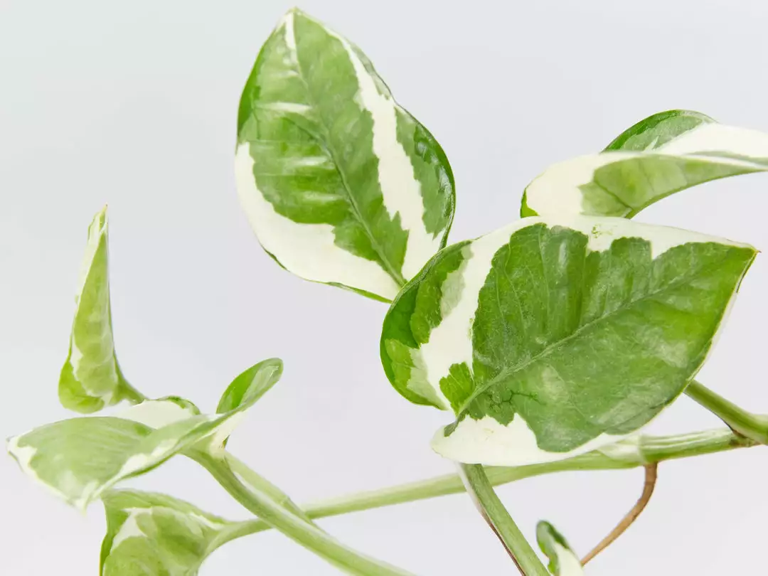 Indoor Garden Pothos 'Devils Ivy' Epipremnum Aureum Pothos Pearls And Jade 4 Indoor Garden Pothos 'Devils Ivy' Epipremnum Aureum Pothos Pearls And Jade