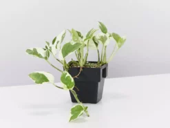 Indoor Garden Pothos 'Devils Ivy' Epipremnum Aureum 'Pothos Pearls & Jade' Houseplant Pack 85mm