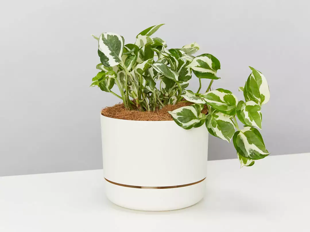 Pot + Plant Gift Box Pothos Snow Queen - Pot + Plant + Soil Easy Care Plants 3 Pot + Plant Gift Box Pothos Snow Queen - Pot + Plant + Soil Easy Care Plants