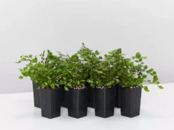 Indoor Garden Pellaea Rotundifolia Button Fern Easy Care Plants