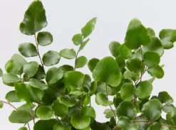 Indoor Garden Pellaea Rotundifolia Button Fern Easy Care Plants
