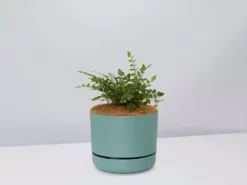 Pot + Plant Gift Box The Fern Gift Box - Pot + Plant + Soil Easy Care Plants