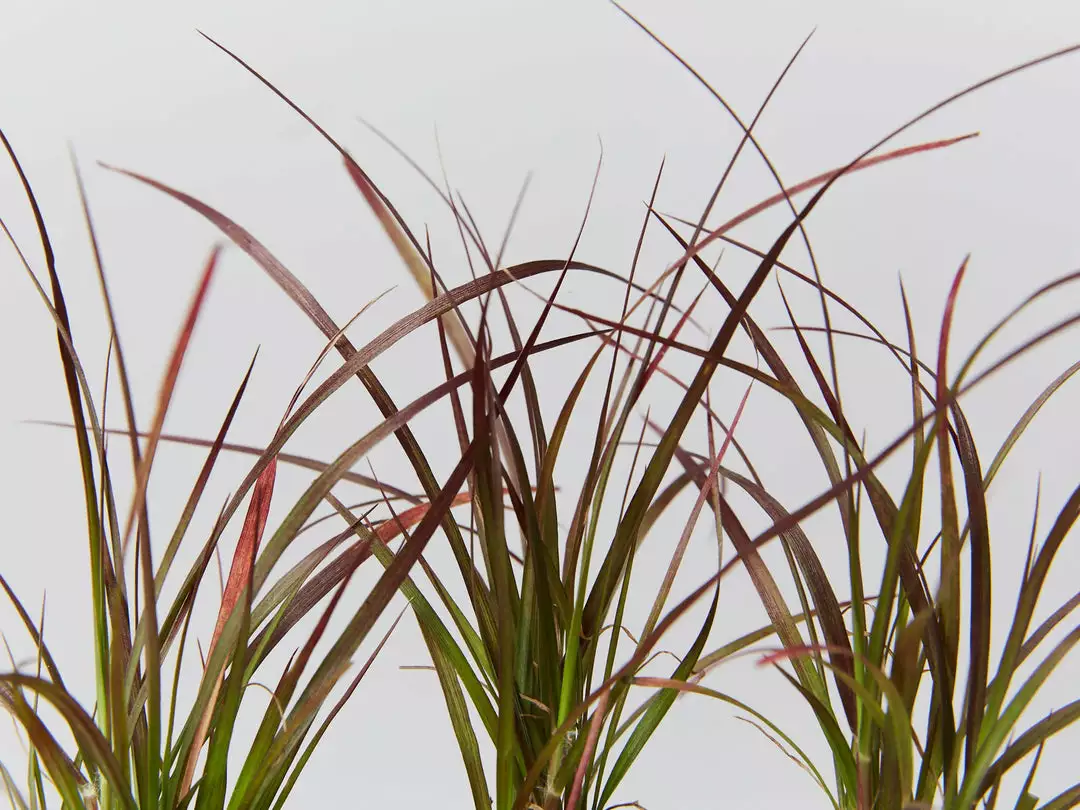 Shrubs Border Plants Pennisetum Advena Rubrum Dwarf 4 Shrubs Border Plants Pennisetum Advena Rubrum Dwarf