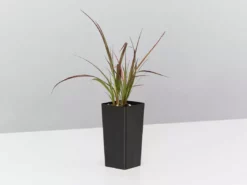 Shrubs Border Plants Pennisetum Advena Rubrum Dwarf 9 Shrubs Border Plants Pennisetum Advena Rubrum Dwarf