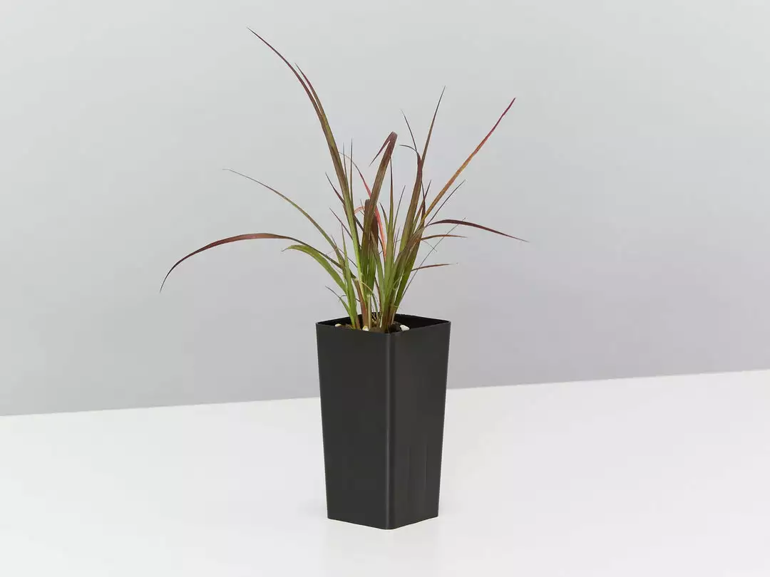 Shrubs Border Plants Pennisetum Advena Rubrum Dwarf 5 Shrubs Border Plants Pennisetum Advena Rubrum Dwarf