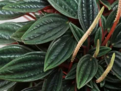 Indoor Garden Full Sun Peperomia Caperata Rosso 15 Indoor Garden Full Sun Peperomia Caperata Rosso