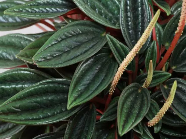 Indoor Garden Full Sun Peperomia Caperata Rosso 7 Indoor Garden Full Sun Peperomia Caperata Rosso