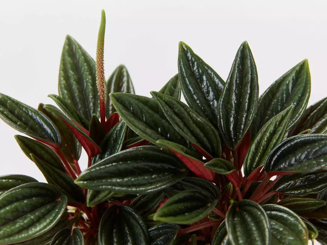 Indoor Garden Full Sun Peperomia Caperata Rosso 4 Indoor Garden Full Sun Peperomia Caperata Rosso