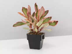 Indoor Garden All About Peperomia Pack - Larger Plants Pet-friendly Indoor Plants