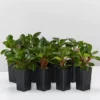 Indoor Garden Pet-friendly Indoor Plants Peperomia Clusiifolia Emerald 2 Indoor Garden Pet-friendly Indoor Plants Peperomia Clusiifolia Emerald