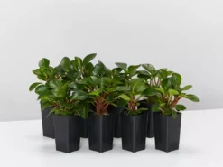 Indoor Garden Pet-friendly Indoor Plants Peperomia Clusiifolia Emerald