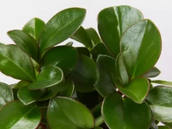 Indoor Garden Pet-friendly Indoor Plants Peperomia Clusiifolia Emerald - 85mm