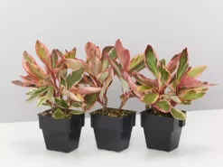 Indoor Garden Peperomia Clusiifolia Jelly - 85mm