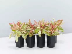 Indoor Garden Peperomia Clusiifolia Jelly Pet-friendly Indoor Plants