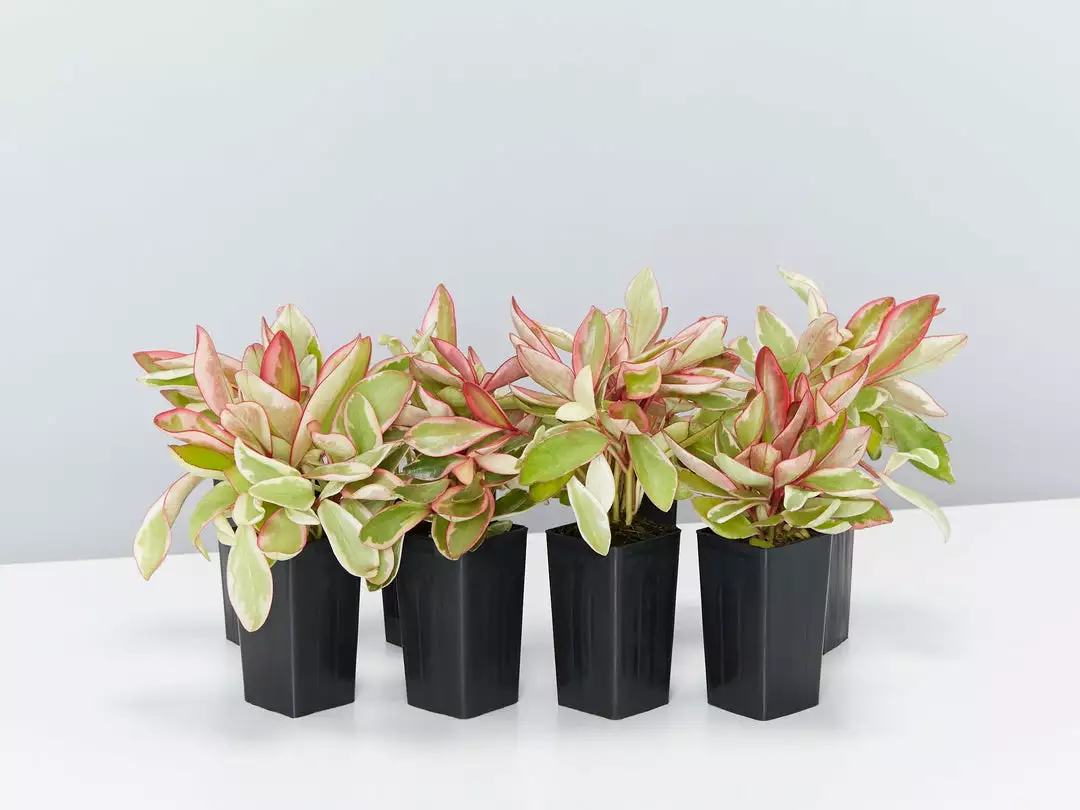 Indoor Garden Peperomia Clusiifolia Jelly Pet-friendly Indoor Plants 3 Indoor Garden Peperomia Clusiifolia Jelly Pet-friendly Indoor Plants