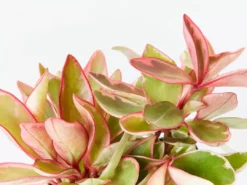 Indoor Garden Peperomia Clusiifolia Jelly - 85mm