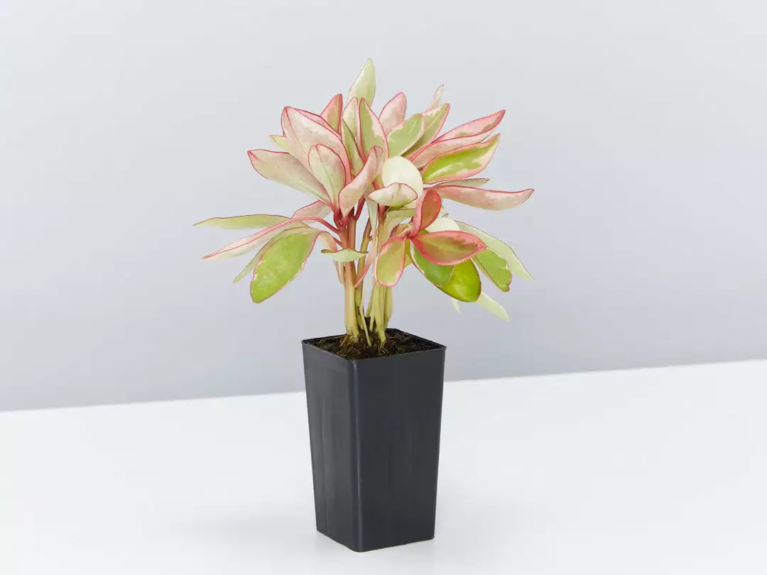Indoor Garden Pet-friendly Indoor Plants All About Peperomia Pack 5 Indoor Garden Pet-friendly Indoor Plants All About Peperomia Pack