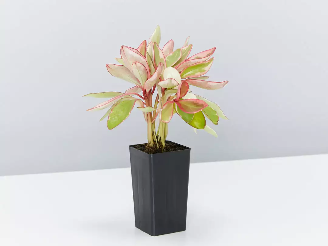 Indoor Garden The Teachers Classroom Houseplant Pack 11 Indoor Garden The Teachers Classroom Houseplant Pack