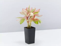 Indoor Garden Peperomia Clusiifolia Jelly Pet-friendly Indoor Plants 8 Indoor Garden Peperomia Clusiifolia Jelly Pet-friendly Indoor Plants