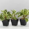 Indoor Garden Pet-friendly Indoor Plants Peperomia Obtusifolia Albo-marginata - 85mm