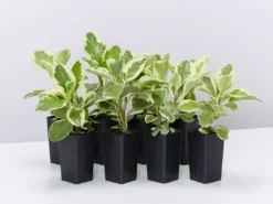 Indoor Garden Peperomia Obtusifolia Albo-marginata